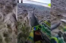 Zbezczeszczono truchło rekina. Miał okulary przeciwsłoneczne i był pomalowany