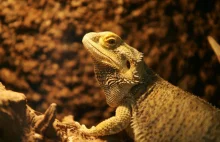 Egzotyczna jaszczurka znaleziona w Bieszczadach trafiła do zoo