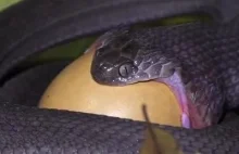 Afrykański wąż jajożerny żyje w Afryce