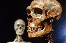 Badanie ujawnia uderzające różnice w mózgach Homo sapiens i neandertalczyków
