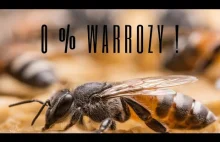Pszczoła odporna na warrozze (Apis Cerana) - Pszczele ciekawostki #1