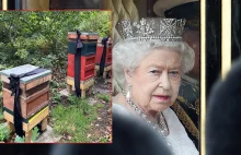 Wielka Brytania. Pszczoły królowej zostały poinformowane o jej śmierci.