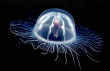 Biologicznie nieśmiertelna meduza Turritopsis dohrnii. Potrafi oszukać śmierć.