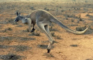 Australia: Kangur zabił człowieka. To pierwszy taki atak od 86 lat