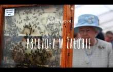 Pszczoły w żałobie - Pszczele ciekawostki #2