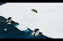 Inteligentne polowanie orki Planet II | BBC Earth