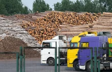 Polskie drewno sprzedaje się na pniu. Pojawiają się zarzuty, że wyjeżdża...