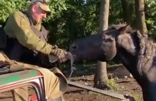 Ukraiński żołnierz ratuje konia przed śmiercią z pragnienia