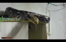Steve Irwin - Palestyński łapacz węży wezwany do niechcianego gościa