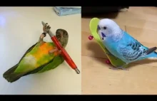 Śmieszne papugi