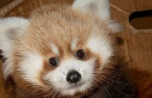 Krakowskie zoo: Wybrano królewskie imię dla pandy małej