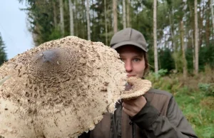 W lesie znalazł olbrzymią Kanię o średnicy kapelusza 52 cm.