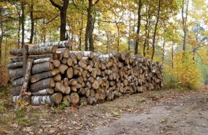 Leśnicy: Lawinowo wzrasta liczba przypadków kradzieży drewna opałowego z lasów