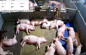 Ponad 23% Rosjan niedojada - Dokarm świnie na żywo