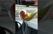 Papuga odpoczywa w hamaku