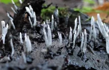 Hatifnaty znalezione w polskich lasach. Bohaterowie Muminków jak żywi