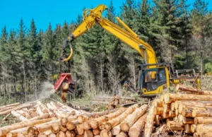 Groźba, że Lasy Państwowe odstąpią od certyfikacji drewna może pogrążyć meblarzy