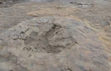 Wyschnięte koryto rzeki w Teksasie ujawniło ślady łap dinozaura sprzed 113...