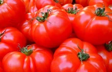 Kto nie powinien jeść pomidorów? Nie zawsze zdrowe