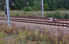 Śmiertelne potrącenie łosia na torach w Woli Rzędzińskiej [ZDJĘCIA