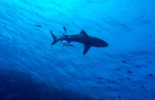 RPA. Śmiertelny atak rekina. Ofiarą 39-letnia kobieta