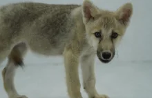 Chiny ujawniają pierwszego sklonowanego wilka arktycznego.