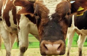 Stado byków zabiło 36-letniego rolnika. Dramat w Wielkopolsce