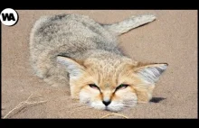 Kot, który nie pije i nie zostawia śladów łapek na piasku