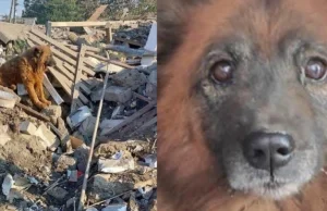 Wzruszające zdjęcie psa z Ukrainy obiegło świat. Zginęli jego właściciele a on..