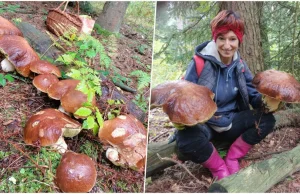 Szok! Ogromne grzyby w lesie w Birczy niedaleko Przemyśla