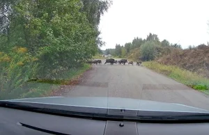 Plaga dzików w Łodzi. W Łagiewnikach zwierzę zaatakowało mieszkańca, na...