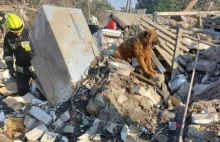 Rodzina zginęła w rosyjskim ataku, ich pies pilnował ruin domu. Te zdjęcia...