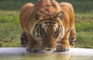 Populacja dzikich tygrysów jest o 40% wyższa niż wcześniej sądzono