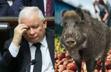 Dziki żądają od Polski reparacji za straty w ziemniakach z lat 2007 - 2015