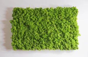 Czym jest zielony "mech", montowany coraz częściej na ścianach np. w łazienkach?