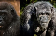 Relacje społeczne między szympansami a gorylami