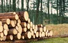 Branża alarmuje: Drewno w Polsce najdroższe w całej Europie