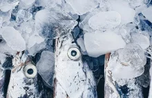 Sachalin: bliscy zmobilizowanych dostaną po 5 kg ryb
