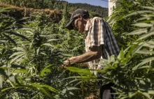 Legalizacja upraw marihuany nie dała zarobić marokańskim rolnikom