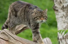 To jedyne dzikie koty żyjące w Polsce. Są krytycznie zagrożone wyginięciem