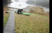 Niedźwiedź chce zjeść kajak