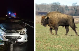 Groźny wypadek z udziałem żubra!