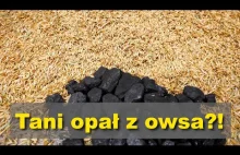 Owies na opał zamiast węgla!?