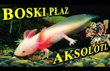 Aksolotl - "boski" płaz w domowym akwarium.