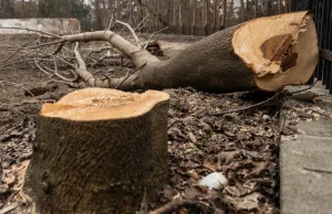 Będzie łatwiej wyciąć drzewa z własnej działki. Władze Gdańska są zmartwione.