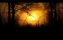 Las nocą - Odgłosy natury