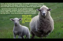 Praktyczne porady dla ludzi, którzy są wychowani na owce