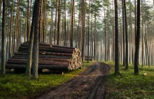 Drewno w Polsce najdroższe w Europie. "System jest cenotwórczy"
