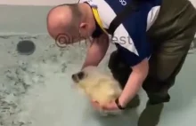 Urocza foka ucząca się pływać