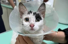 Ratunek dla sparaliżowanej kotki z Albanii